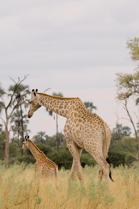 Machaba Web Home Gallery Wildlife Giraffe Machaba Web Home Gallery Wildlife Giraffe