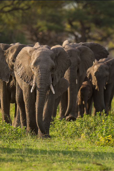 Machaba Web Home Gallery Wildlife Elephants Machaba Web Home Gallery Wildlife Elephants
