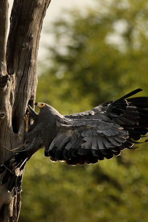 Machaba Web Home Gallery Wildlife Gymnogene Bird Machaba Web Home Gallery Wildlife Gymnogene Bird