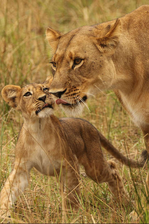 Machaba Web Home Gallery Wildlife Lions Machaba Web Home Gallery Wildlife Lions