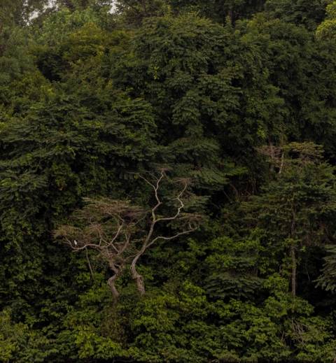 Machaba Wild Machaba Wild Landscape Forest