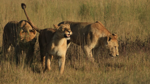 Machaba Monachira Camp Wildlife Sightings June 2026 Lionesses Prowling The Plains