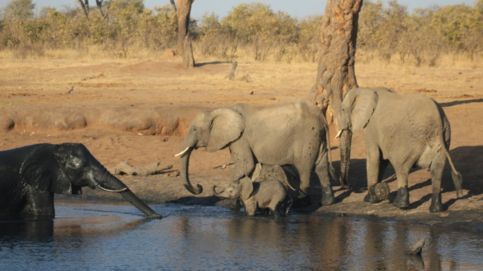 machaba-zimbabwe-hwange-verneys-camp-elephants-sightings-august-2019.jpg