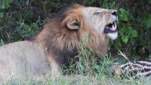 Machaba Kiri Camp Wildlife Sightings April 2026 Lion Feeding On Zebra Carcass
