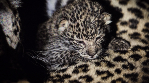 machaba-camp-botswana-okavango-delta-little-machaba-camp-leopard-cub-sightings-august-2019 (2).jpg