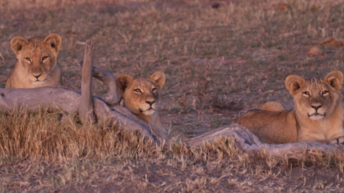 Machaba Gomoti Plains Camp Wildlife Sightings February 2026 Lion Cubs