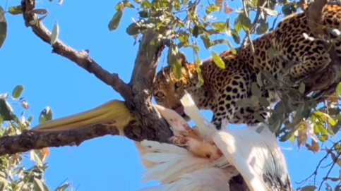 Machaba Machaba Camp Wildlife Sightings June 2026 Machaba Leopard In A Tree Feeed