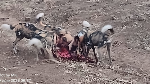 Machaba Ngoma Safari Lodge Wildlife Sightings June 2026 African Wild Dogs Feeding Frenzy