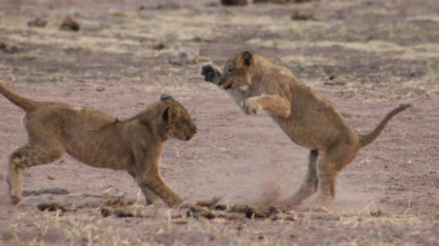 Machaba Deteema Springs Camp Wildlife Sightings October 2025 Lion Cubs Mock Fighting