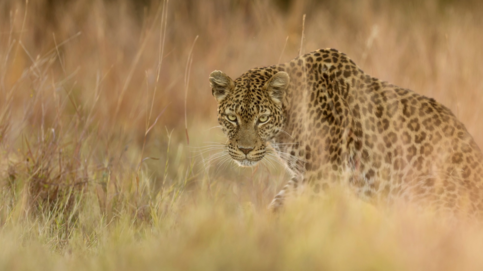 Machaba Monachira Camp Wildlife Sightings March 2026 Leopard Stalking In Tall Grass