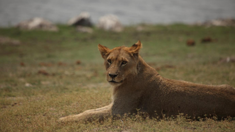 machaba-botswana-chobe-ngoma-safari-lodge-lion-sightings-september-2019.jpg