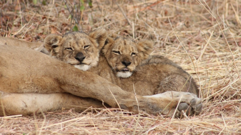 Machaba Deteema Springs Camp Wildlife Sightings September 2025 Cute Lion Cubs