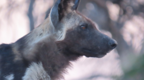 Machaba Kiri Camp Wildlife Stories November 2025 Wild Dog