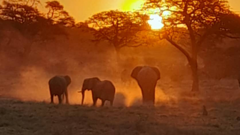 Machaba Verneys Camp Wildlife Sightings June 2026 Elephants In The Evening