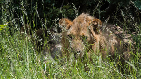 Machaba Verneys Camp Wildlife Sightings March 2026 Lion In Tall Grass