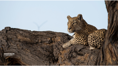 machaba-camp-botswana-okavango-delta-little-machaba-camp-leopard-sightings-september-2019 (6).jpg