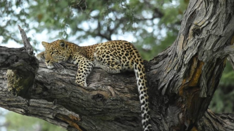 Machaba Verneys Camp Wildlife Sightings December 2025 Leopard Resting In A Tree