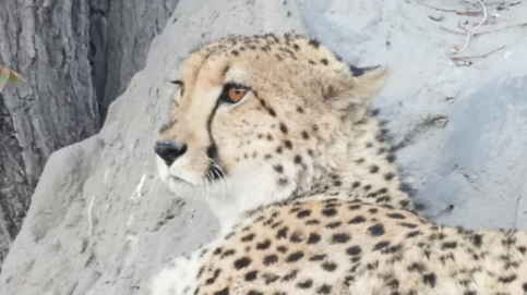 Machaba Kiri Camp Wildlife Sightings August 2026 Cheetah On The Termite Mound