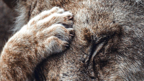 Machaba Camp Wildlife Sightings January 2026 Lioness And Cub