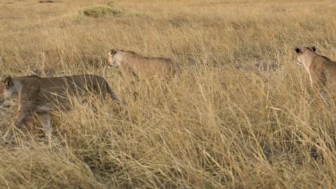 Machaba Camp Wildlife Sightings September 2025 Lionesses Near Machaba Camp