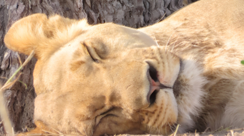 Machaba Kiri Camp Wildlife Sightings September 2025 Sleeping Lioness