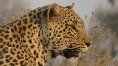 Machaba Gomoti Plains Camp Wildlife Sightings May 2026 Leopard Near Gomoti Plains