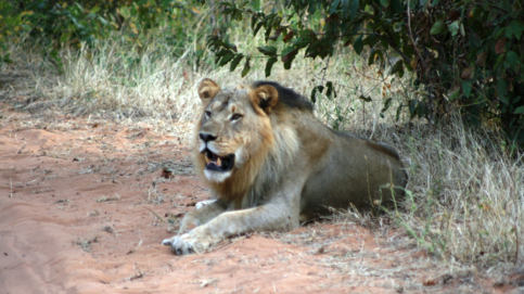 Machaba Ngoma Safari Lodge Wildlife Sightings December 2025 Male Lion Under Tree