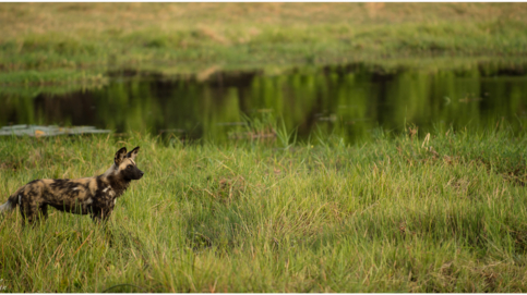 machaba-botswana-okavango-delta-machaba-camp-sightings-march-2020-thumbnail.jpg
