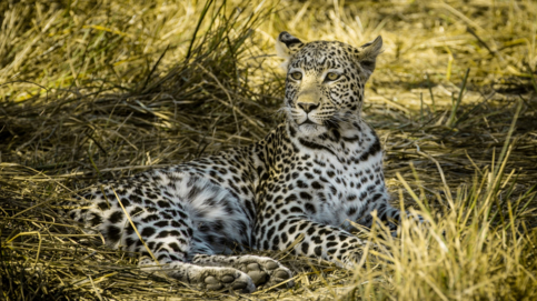 Machaba Camp Wildlife Sightings October 2025 Leopard Resting In The Shade
