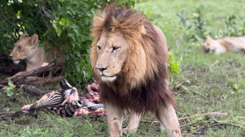 Machaba Monachira Camp Wildlife Sightings January 2026 Lions Feeding On A Zebra