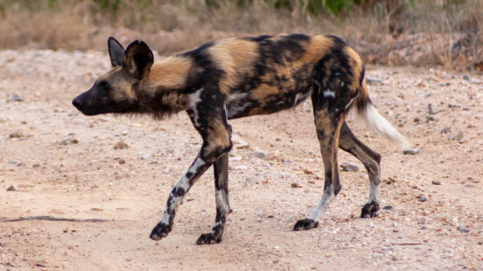 Machaba Deteema Springs Camp Wildlife Sightings August 2026 Wild Dog Looking For Prey