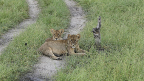 gomoti-plains-botswana-wildlife-sighting-march-lion-cubs.jpg