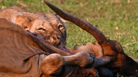 Machaba Mana River Camp Wildlife Sightings October 2025 Lioness Feeding