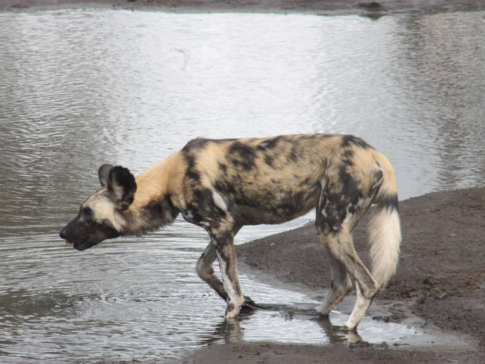 Machaba Verneys Camp Willdife Sightings December 2024 Wild Dog Machaba Verneys Camp Willdife Sightings December 2024 Wild Dog