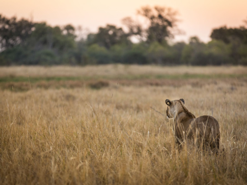 Botswana Machaba Camp Lioness Botswana Machaba Camp Lioness
