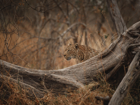 Botswana Okavango Delta Machaba Camp Leopard Shadow