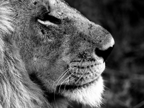 Machaba Camp Botswana Okavango Delta Little Machaba Camp Lion Sightings February 2018 Machaba Camp Botswana Okavango Delta Little Machaba Camp Lion Sightings February 2018