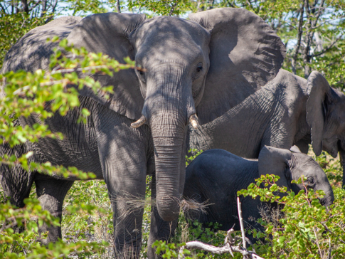 Botswana Okavango Delta Gomoti Plains Camp October Sightings 2020 Elephants