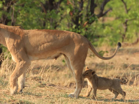 Zimbabwe Hwange National Park Deteema Springs Camp Wildlife Sightings November 2020 Lioness And Cub Following