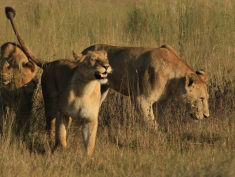 Machaba Verneys Camp Wildlife Sightings June 2026 Lionesses Prowling The Plains