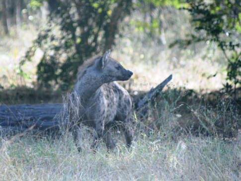 Ngoma Safari Lodge Wildlife Hyena