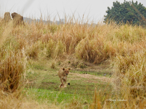 Zimbabwe Mana Pools Ingwe Pan August 2020 Lion Cub Zimbabwe Mana Pools Ingwe Pan August 2020 Lion Cub