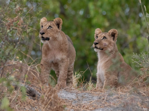 Botswana Kiri Camp Lion Cubs