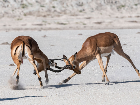 Machaba Blog Mike Myers Impala Males Rutting