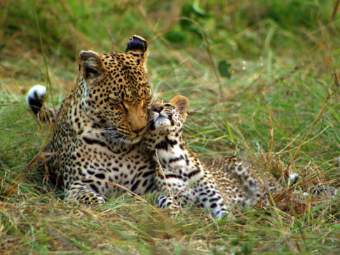 Machaba Botswana Okavango Delta Machaba Camp Leopard And Cub Sightings January 2018 Machaba Botswana Okavango Delta Machaba Camp Leopard And Cub Sightings January 2018