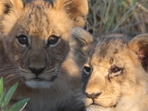 Machaba Safaris   Botswana   Okavango Delta   Gomoti Plains   Lion CUbs Machaba Safaris   Botswana   Okavango Delta   Gomoti Plains   Lion CUbs