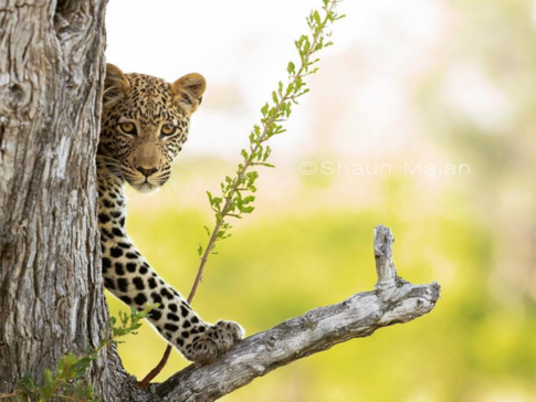 Botswana Okavango Delta Machaba Camp Leopard Sightings 2017 December Botswana Okavango Delta Machaba Camp Leopard Sightings 2017 December