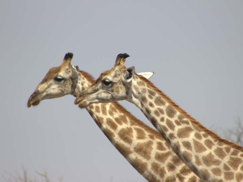 Machaba Botswana Okavango Delta Gomoti Plains Camp Giraffes Sightings August 2017 Machaba Botswana Okavango Delta Gomoti Plains Camp Giraffes Sightings August 2017