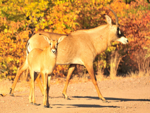 Machaba Zimbabwe Hwange Deteema Camp Bushbucks 1 Sightings 2019