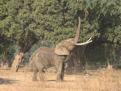 Zimbabwe Mana River Elephant 11 Zimbabwe Mana River Elephant 11